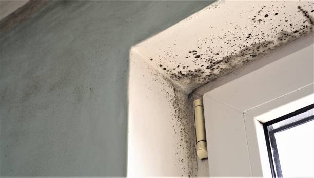 Best Forensic Mold Investigation  in Lorena, TX