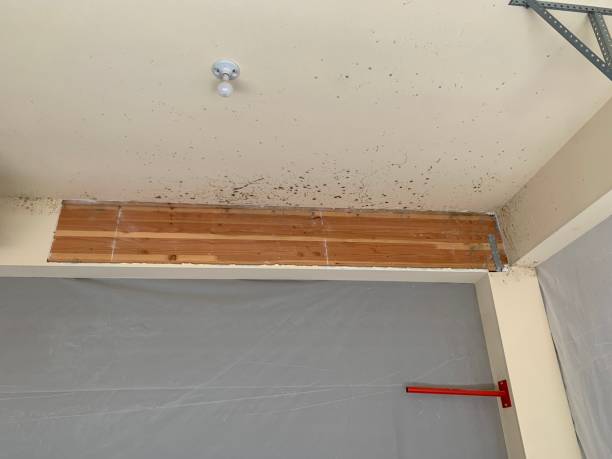 Best Comprehensive Air Testing for Mold Contaminants  in Lorena, TX